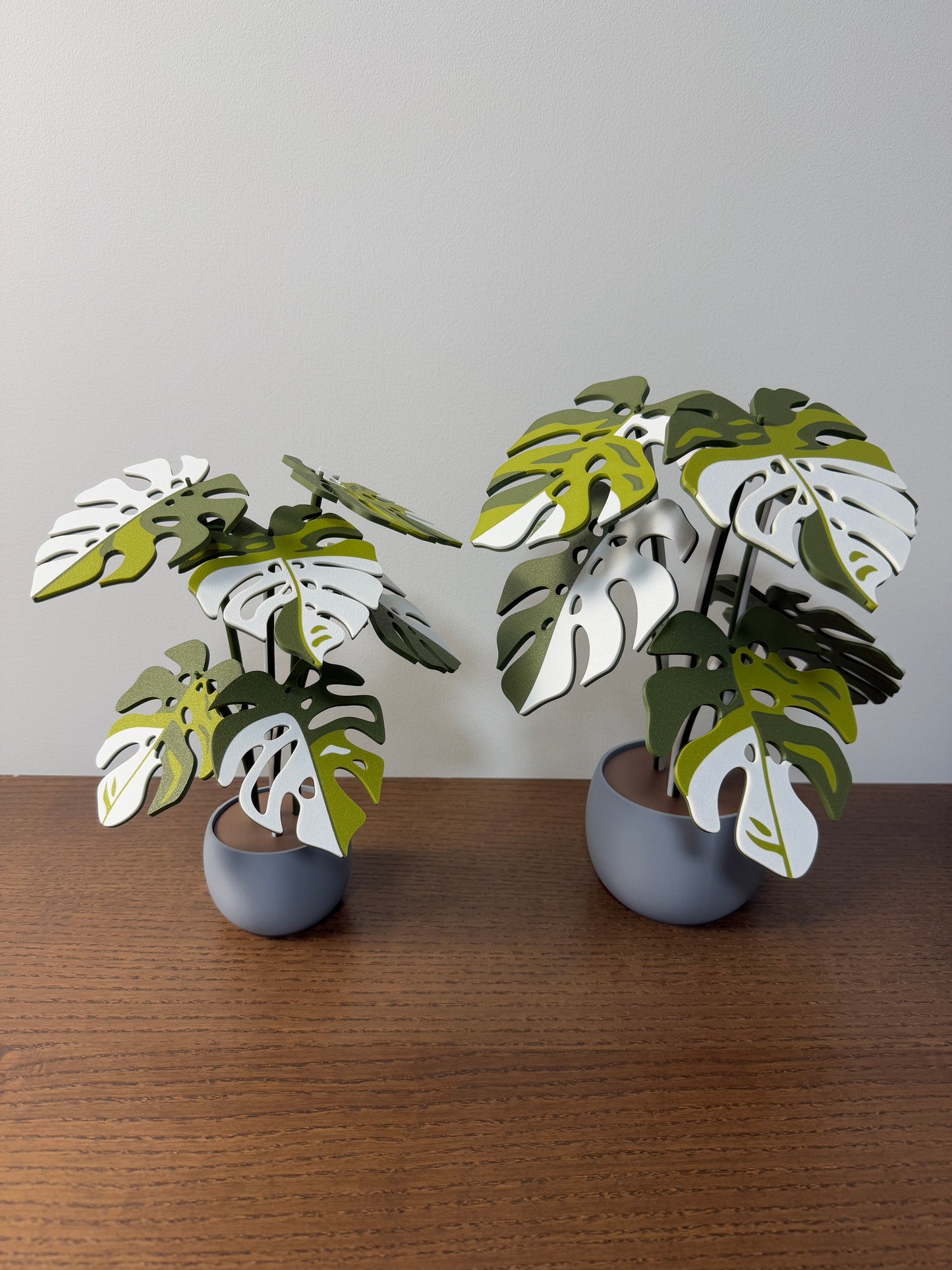 Monstera Albo Coaster Set Plant