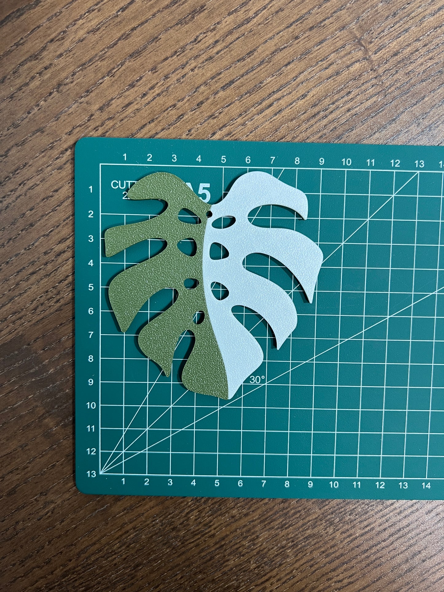 Monstera Albo Coaster Set Plant
