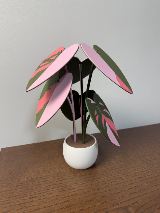 Philodendron Pink Princess Coaster Set Plant
