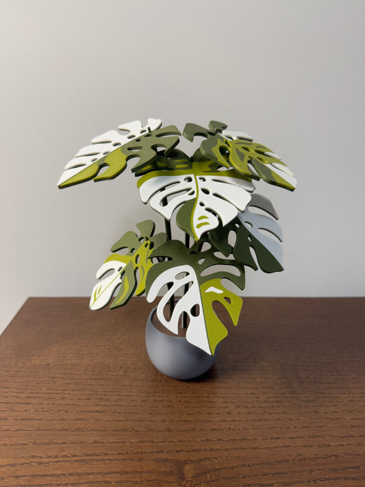 Monstera Albo Coaster Set Plant