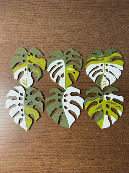 Monstera Albo Coaster Set Plant