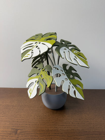 Monstera Albo Coaster Set Plant