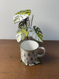 Monstera Albo Coaster Set Plant